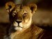 african lioness439990x742