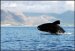 whale1